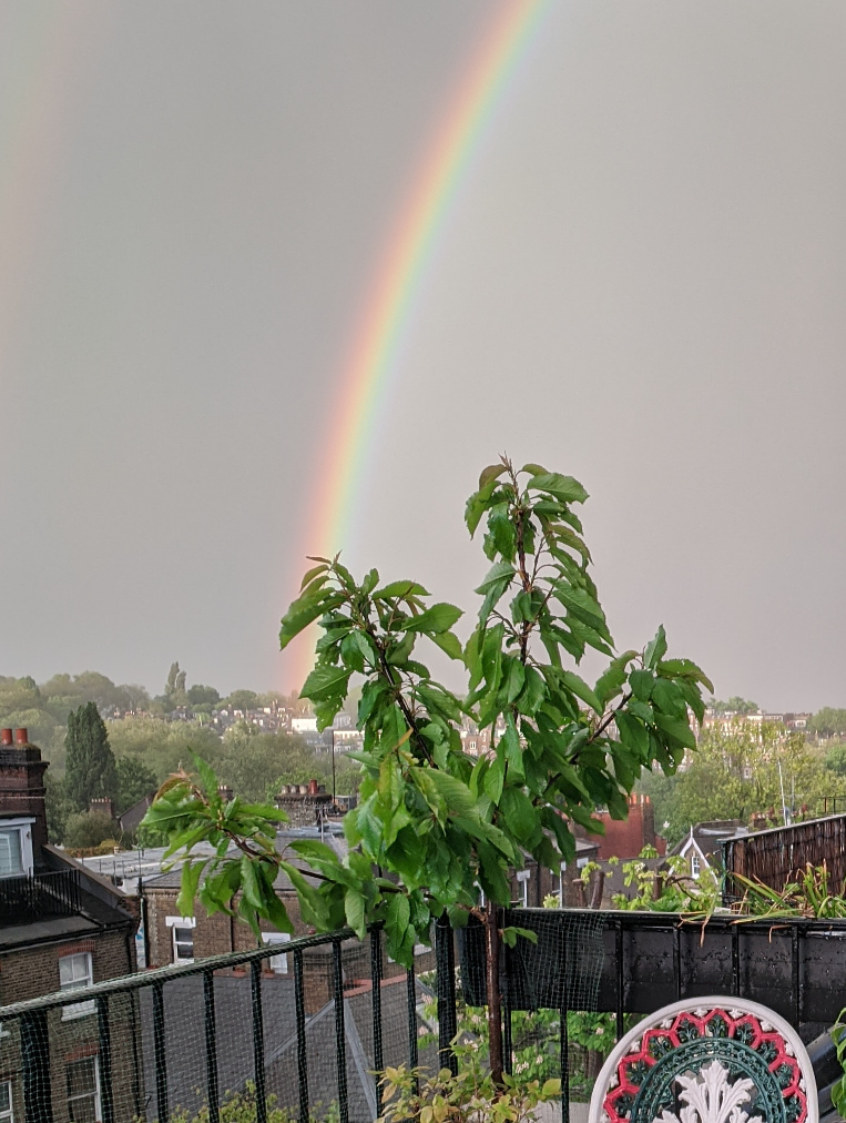 Cherry tree leaves developing holes, 30 April 2020