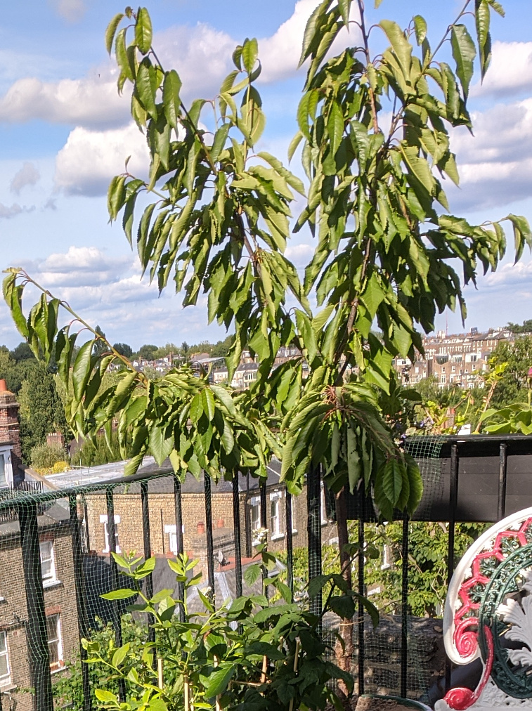 Cherry tree leaves curling, 14 June 2020