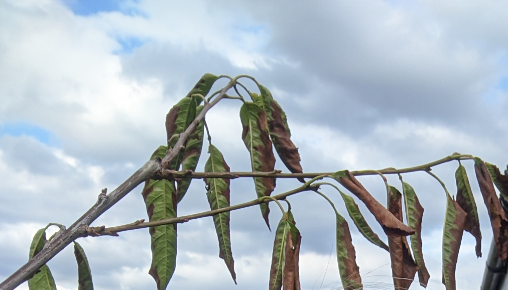 Cherry tree leaves turning brown and starting to drop, 19 Jul 2020