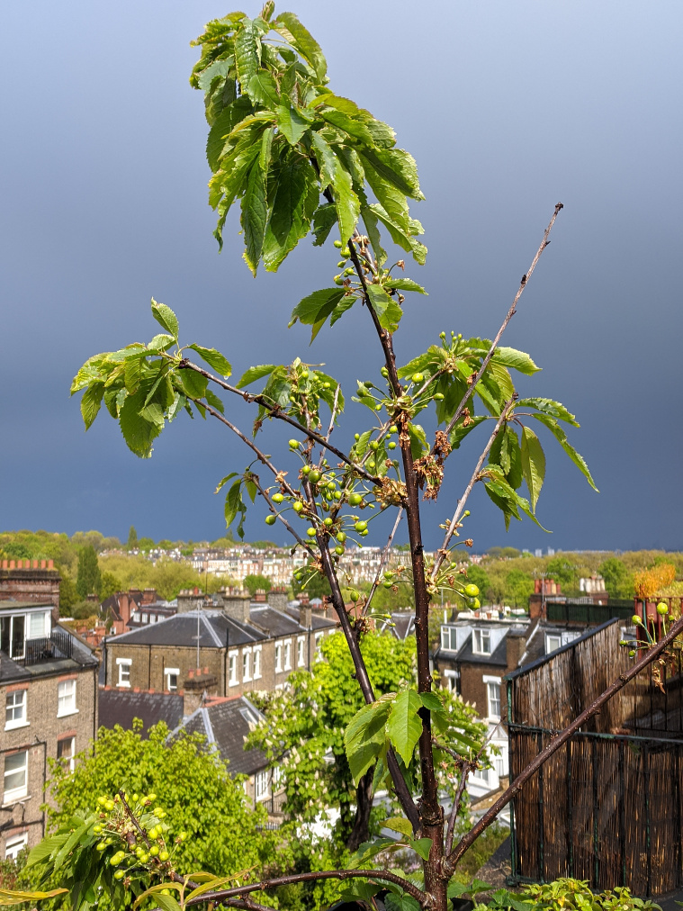 Cherry tree with holes in the leaves, and leaves only at the end of branches, 17 May 2021