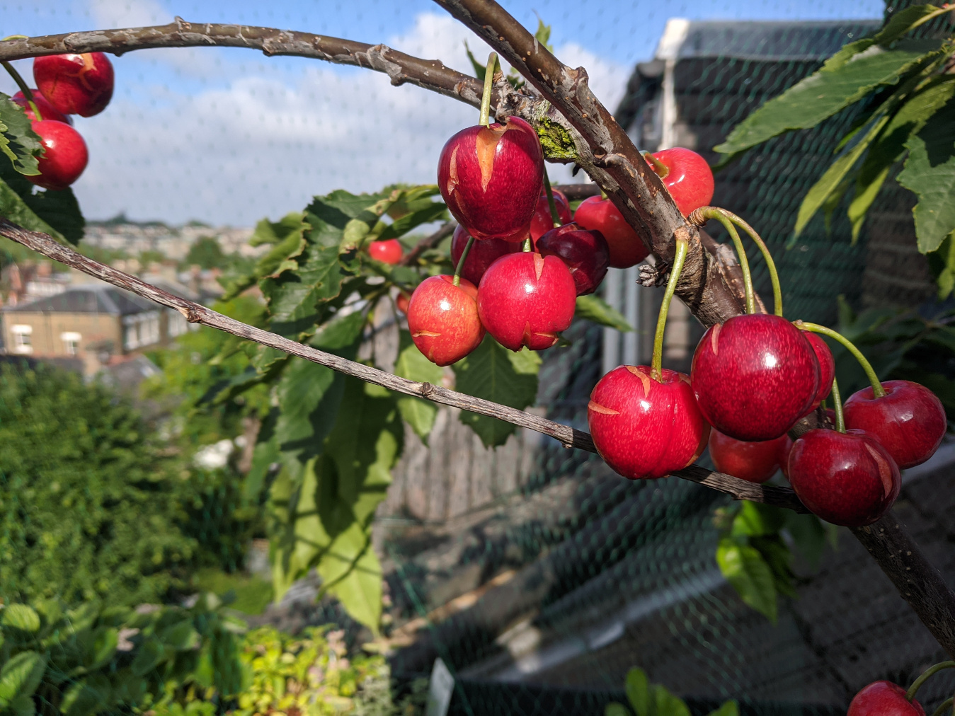Split cherries, 28 June 2021
