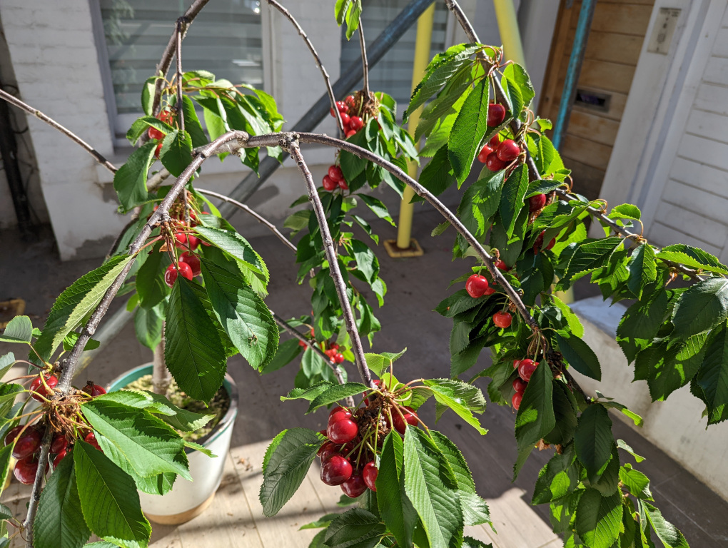 Cherries ripening, 9 June 2022