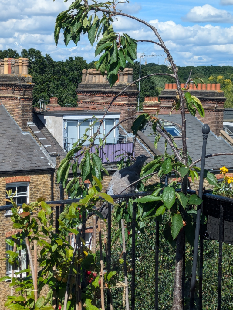 A pigeon caught red-handed, so to speak, 19 June 2023