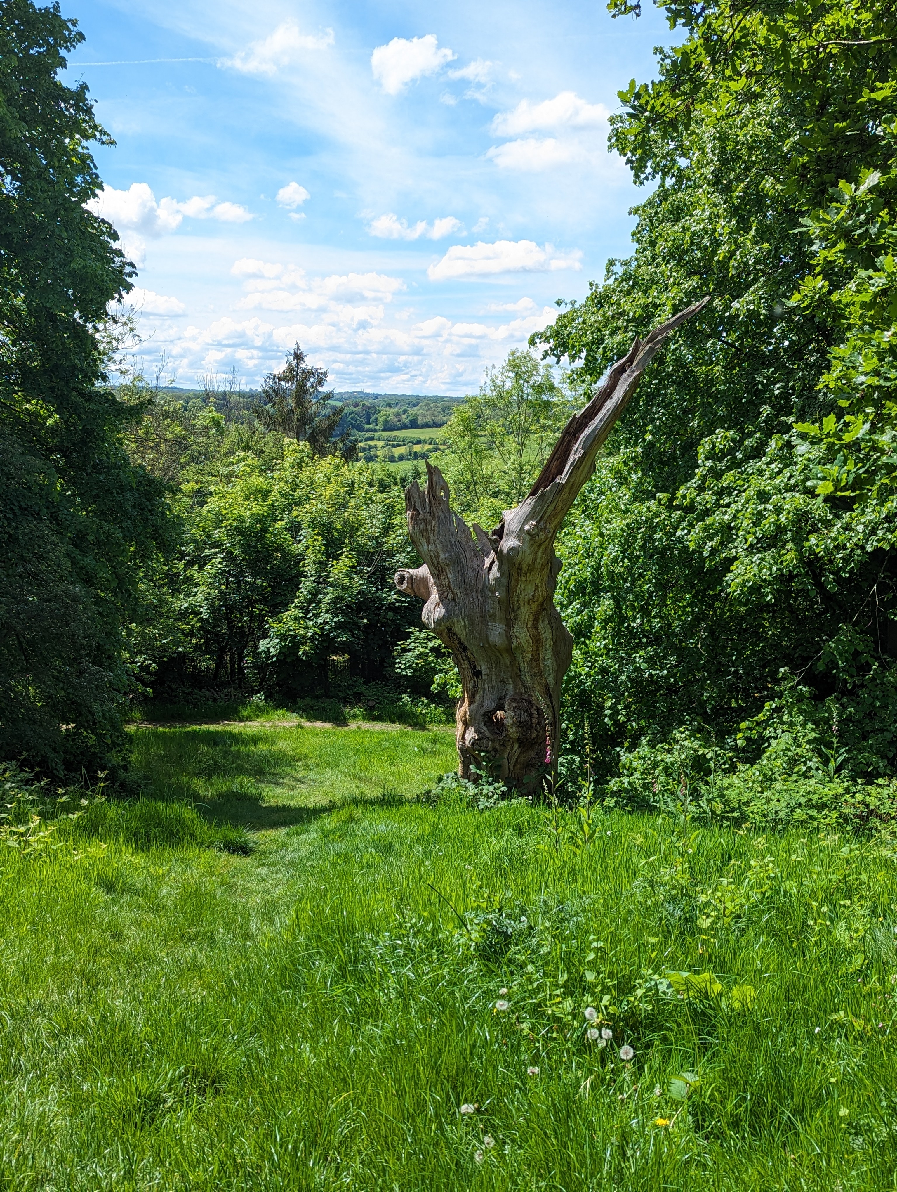 The Wilberforce Oak