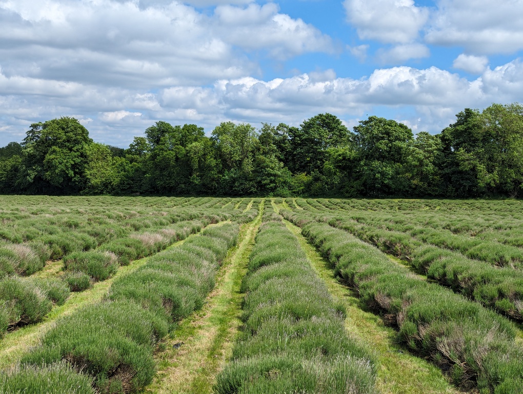 Mayfield Lavender fields