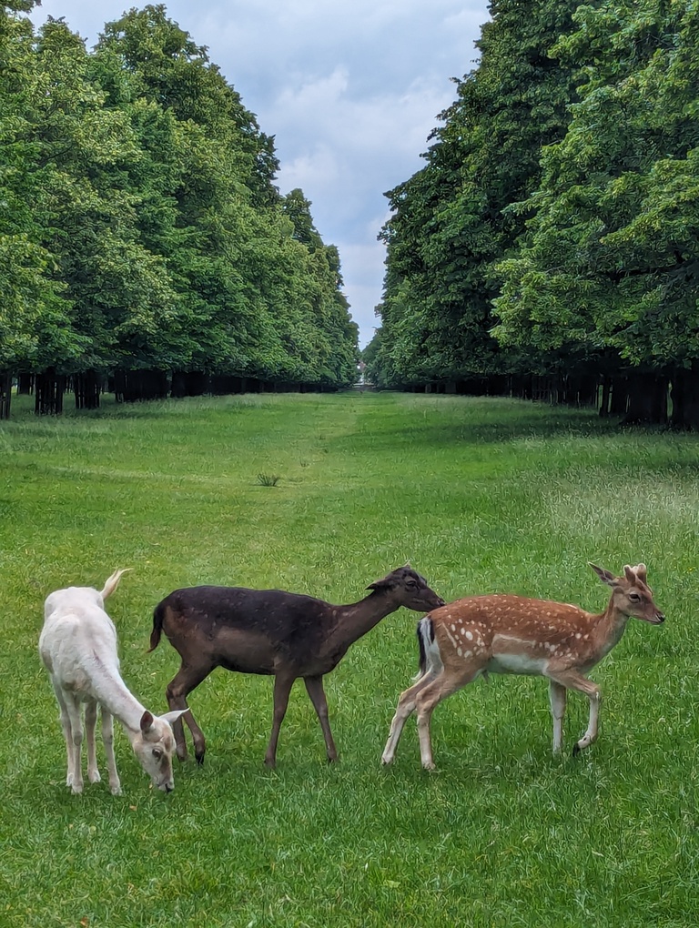 Deer in Bushy Park