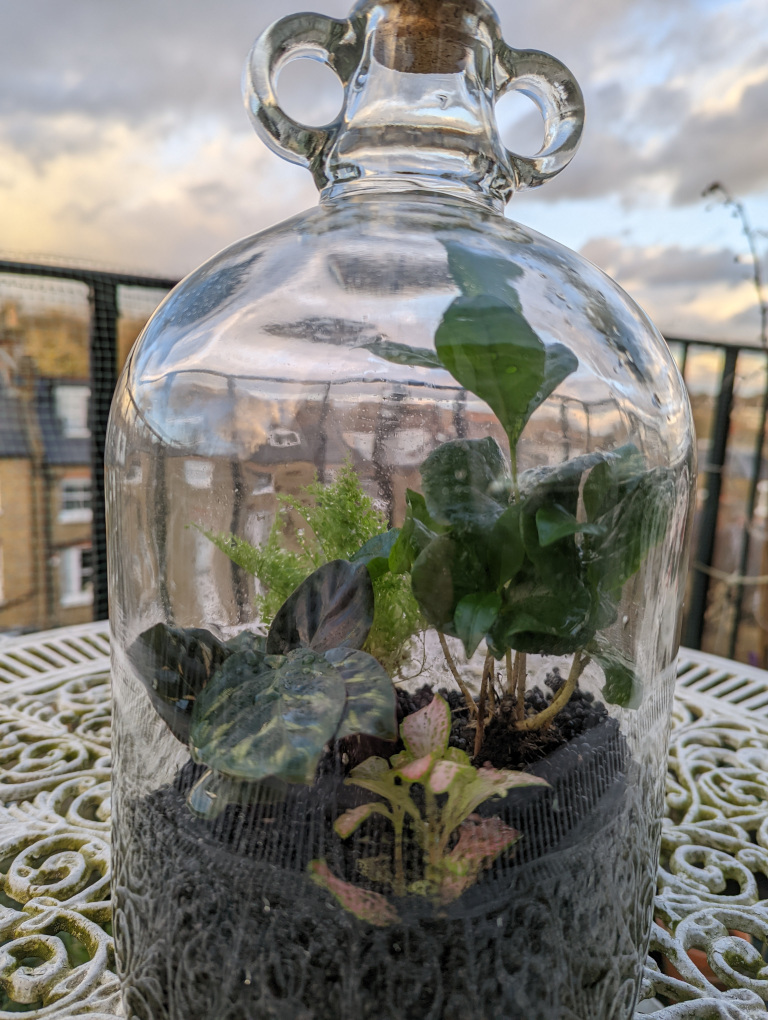 Terrarium, just finished, 6 Feb 2022