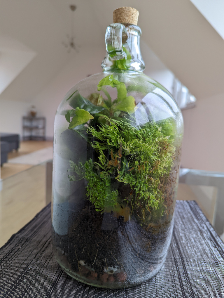 Terrarium, 9 months later, one side, -3 Nov 2022