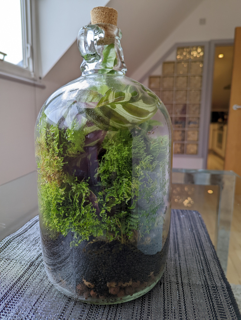 Terrarium, 9 months later, other side, 3 Nov 2022