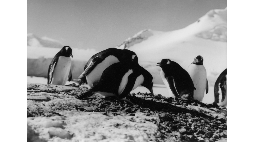 Gentoo penguins building a nest