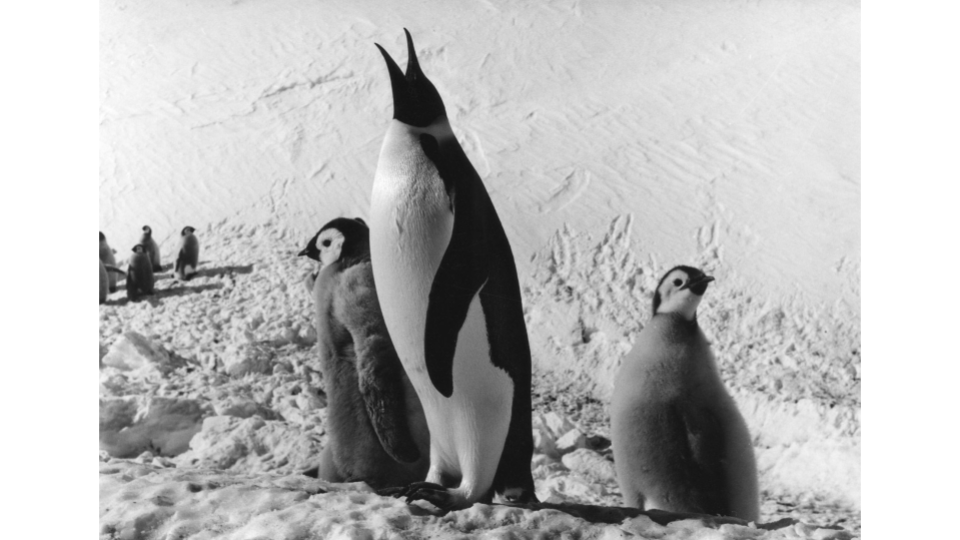 Emperor penguin and chick, Emperor Bay